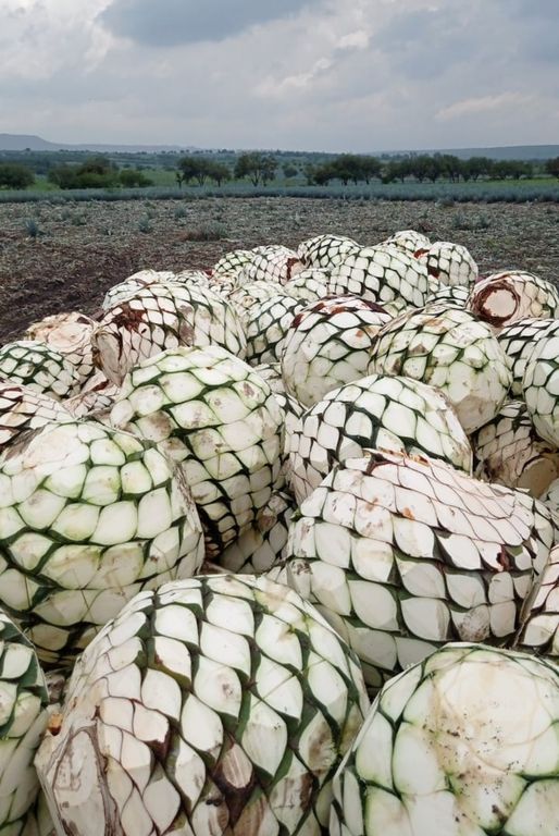 Instalaciones Tequila Investment (5)